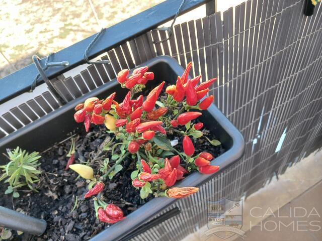 Apartment Salsa : Apartment for Sale in Palomares, Almería Apartment Salsa : Apartment for Sale in Palomares, Almería