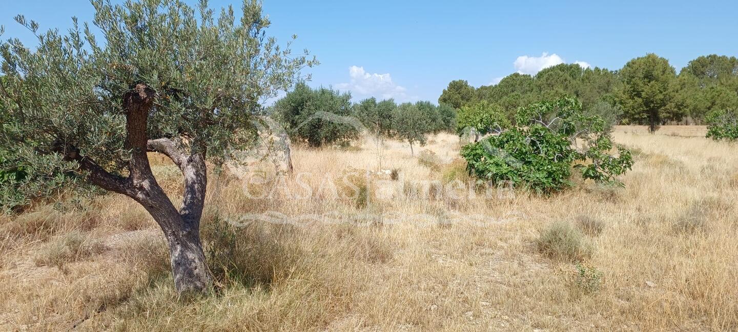 R22359: Autre en vente dans Rambla Grande, Almería R22359: Autre en vente dans Rambla Grande, Almería