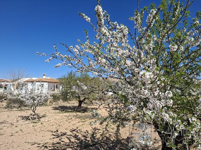 Villa Aster : Villa for Sale in Albox, Almería Villa Aster : Villa for Sale in Albox, Almería